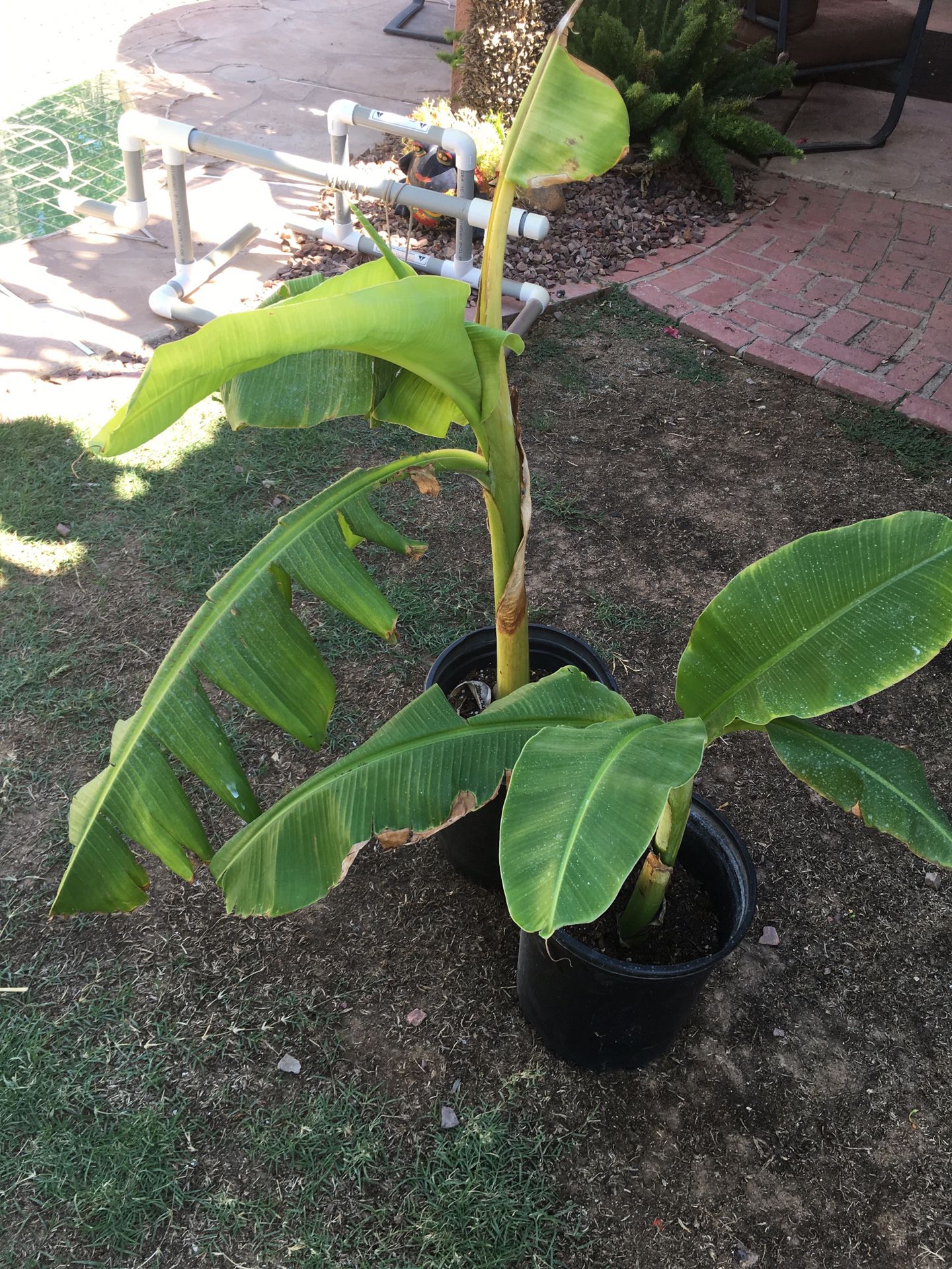 Icecream banana tree