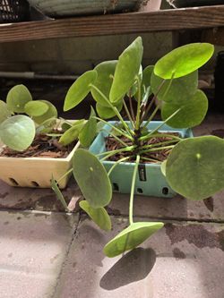 Pelia , House Plant
