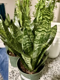 ❤️GUD LUCK plant Due to its ability to absorb POISONOUS gases from the air & Filter Even at Night❤️