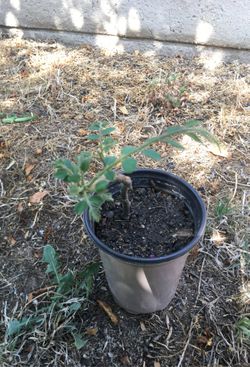 Curry plant .