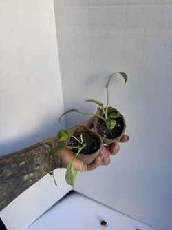 Philodendron Green Congo Nuclear Start Plants 