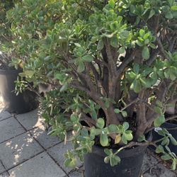 Jade Plant 60$ Up Ngọc Bích