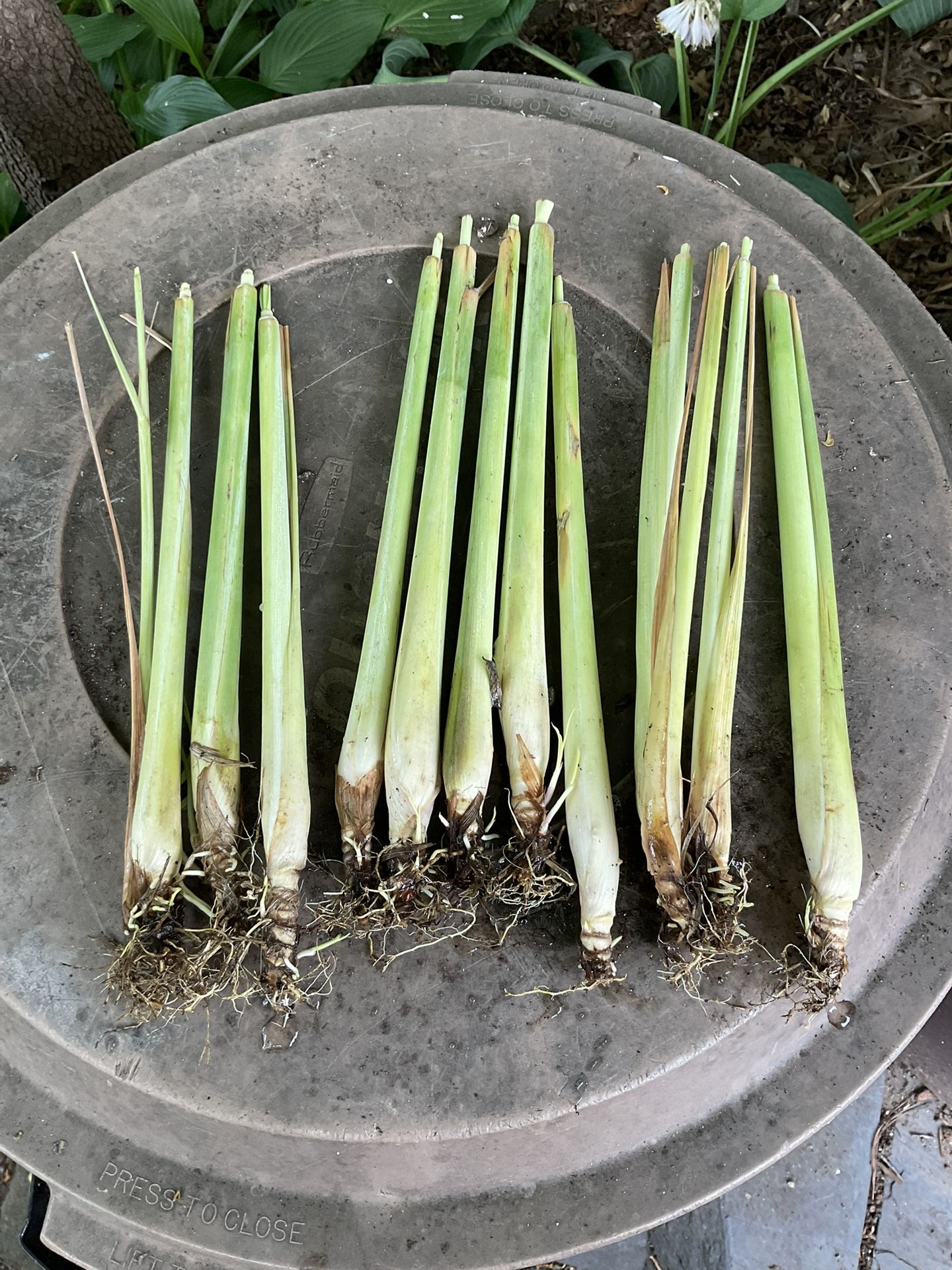 LEMON GRASS