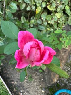 Pink rose cuttings and seeds  Cuttings is $1 each Seeds is $5   I live in Houston, TX 77068 Message to schedule.