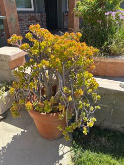 Big plant