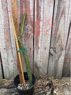 Dragonfruit plants- Sugar Dragon variety around 2ft to 4ft