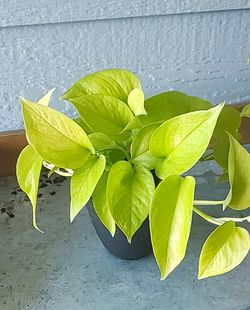 Houseplant