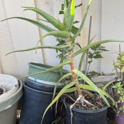 Huge Succulents Tree Plant