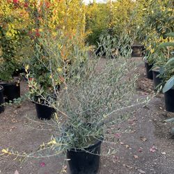 Olive Wilsonii