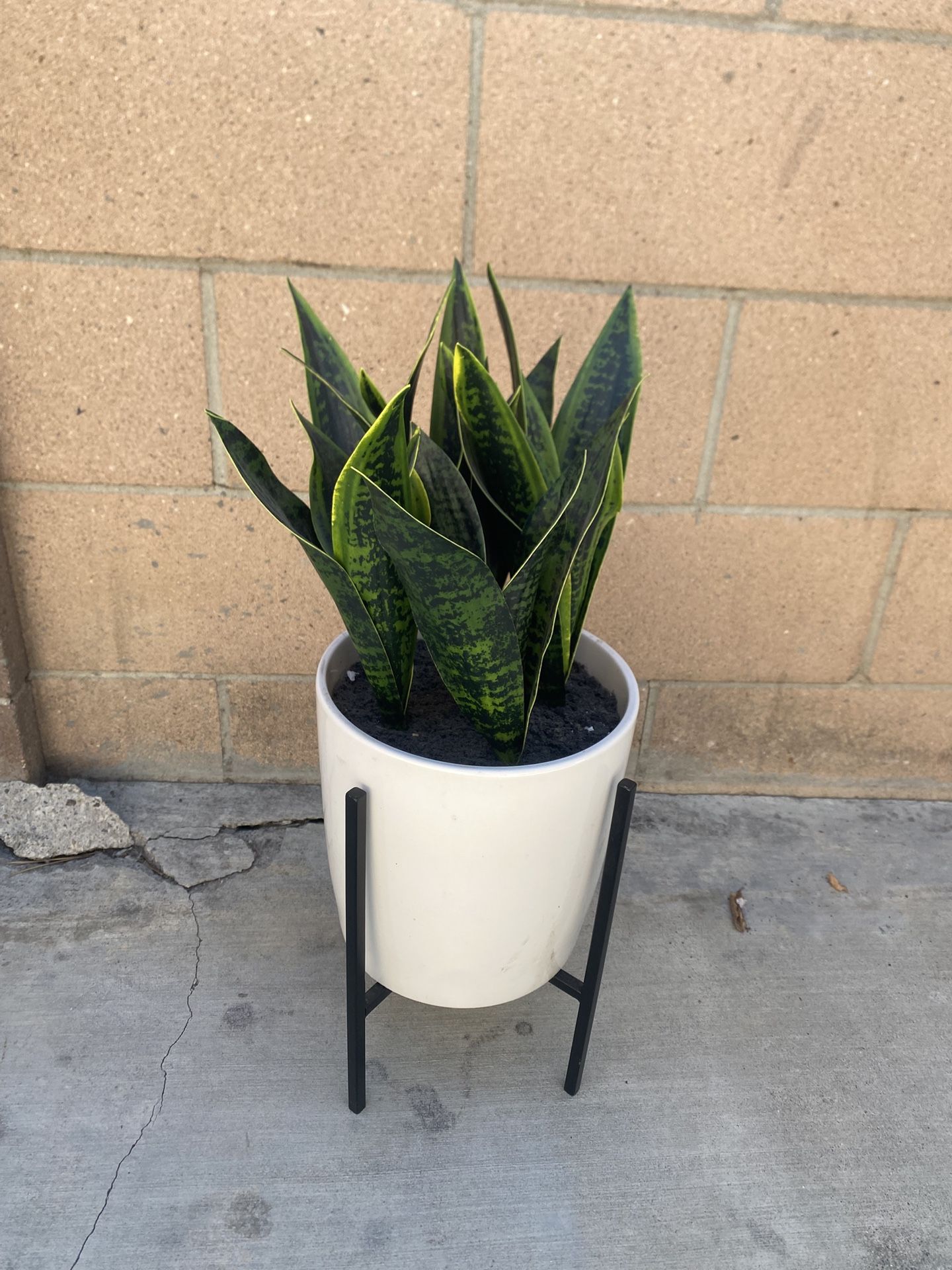 Fake Plant