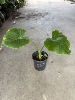 Elephant’s Ear Plant 