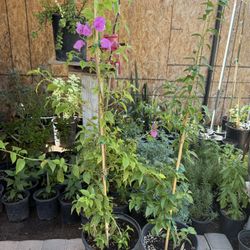 Purple Guvanbilias $35 Each Price Firm 