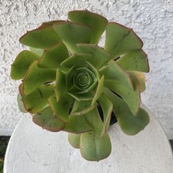 6 Inch Pot Succulent Plant - Giant Aeonium Canariense - Webb & Berthel Velvet Tree Aeonium - Rooted & Established - Drought Resistant 🪴