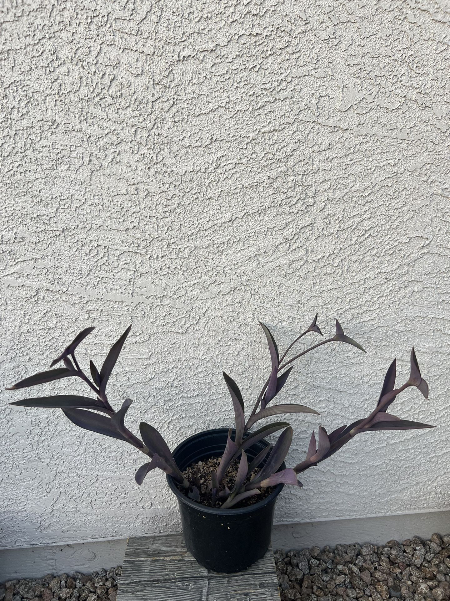 Blue Heart Plant