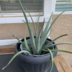Aloe Vera Plant