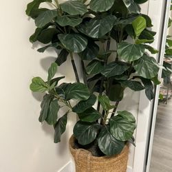 Plants 