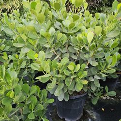 huge clusias Staring$45 also Japanese Blueberry tree topiary cone  only $80