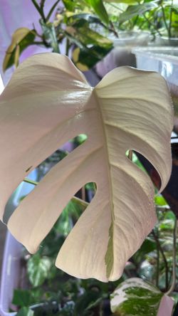 Monstera Albo