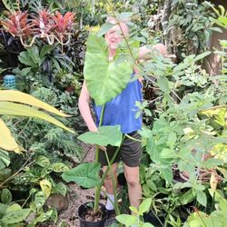 Huge Elephant Ear 3 Gallon Pot Landscape Plant