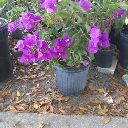 Purple Bougainvillea 