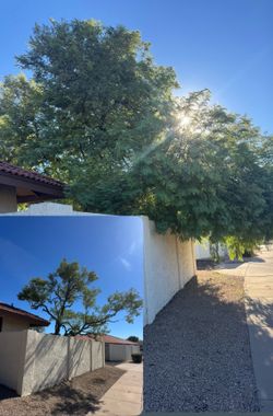 Tree work