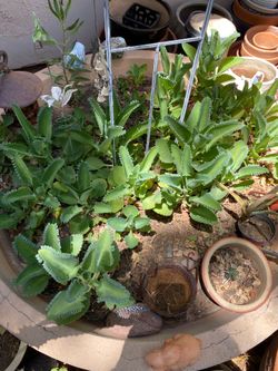 Mala Madre or Kalanchoe