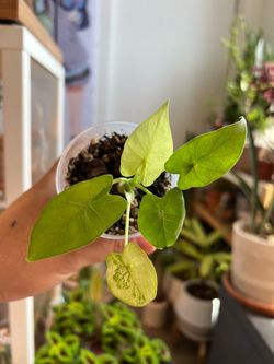Alocasia odora (variegated)