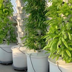 50 Plants (50 Pots) Hydroponic Tower System Grow Fruits And Vegetables Outdoor/Indoor