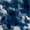 🦋