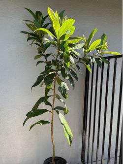 Níspero, loquat