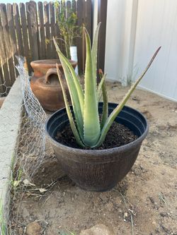 Aloe vera plant