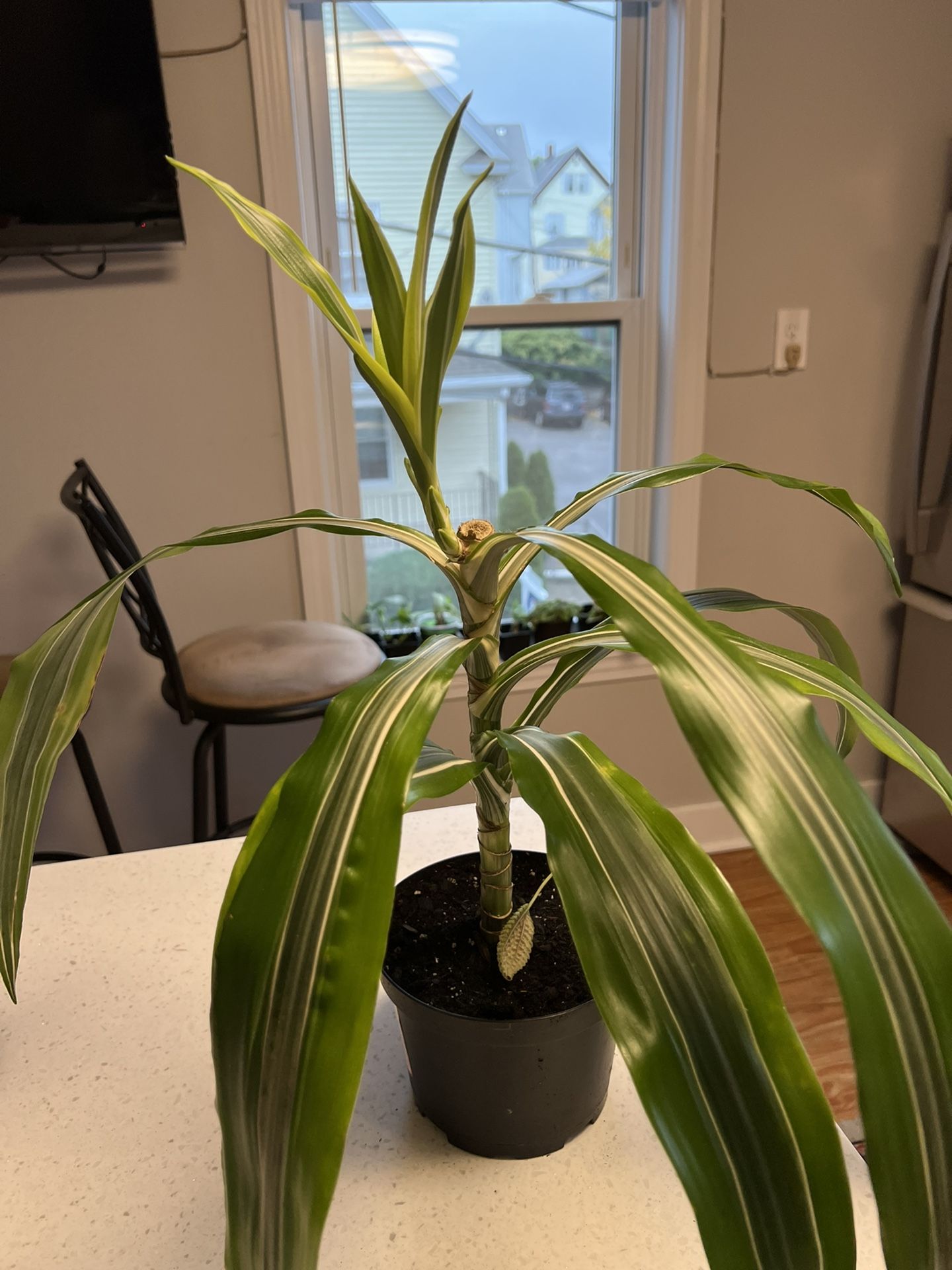 Indoor House Plant