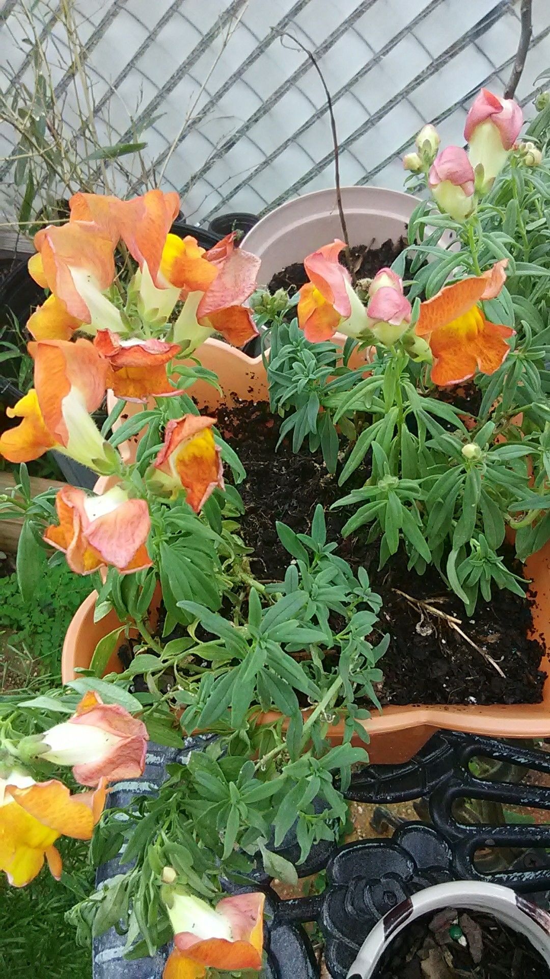 Snapdragon Orange Flowers