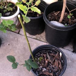 Prime-Ark Freedom Thornless Blackberry Fruiting Now $70 OBO