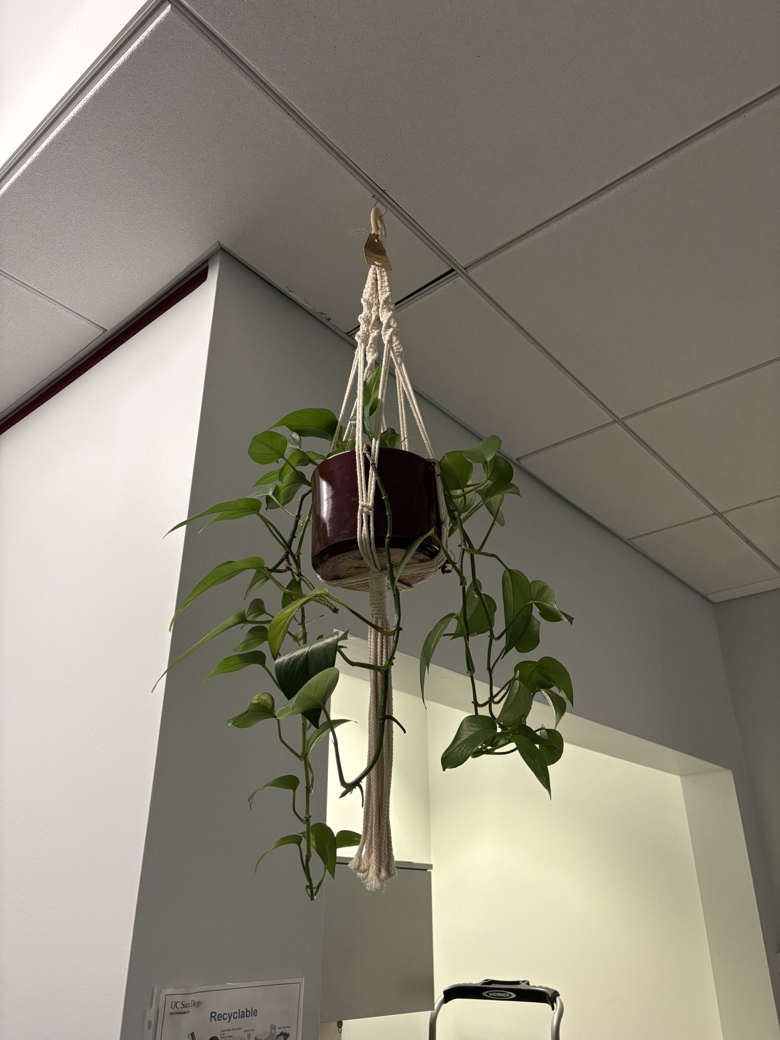 Plant Hangers