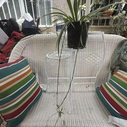 Spider Plant, scientifically known as Chlorophytum comosum
