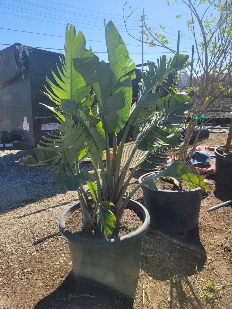 Giant Bird of Paradise