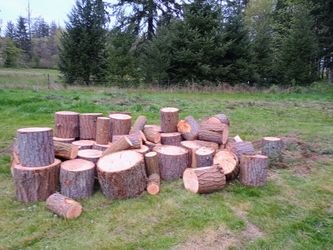Douglas Fir And White Alder Rounds