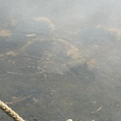 Baby Bass Pond Stocking