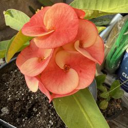 Corona De Cristo, California, Sunrise