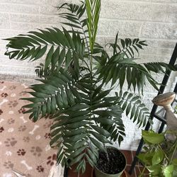 Large Parlor Palm Plant