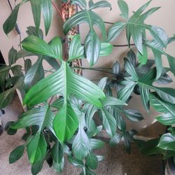 Large Florida Ghost Cuttings 