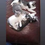 Sell Cat For 10$ And For 4 Cats it is 40$ 