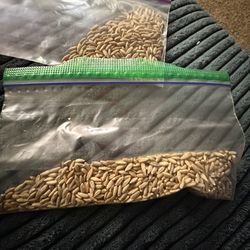 Rye berry seeds 50/75/100 count