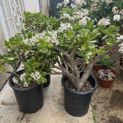 Large Jade Plants 