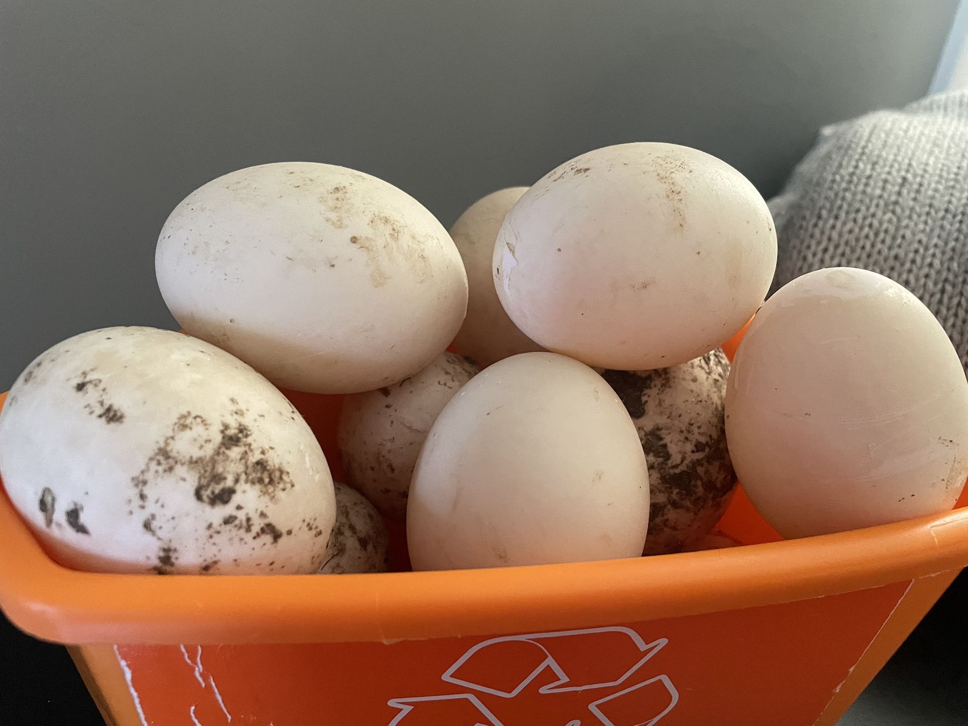 Pekin Duck Eggs $1.50 Each $8 1/2 Dozen Or $15 Full Dozen