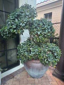 Large Mature Ficus Topiary in Oversized Decorative Planter