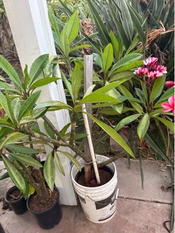 Potted pink plumeria