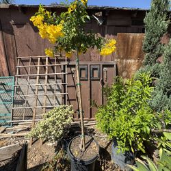 Yellow Bells shrub 15 Gal (with Stake