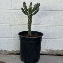 Very Healthy Cylindropuntia fulgida Jumping Cholla Cactus Plant In 1 Gallon Planter